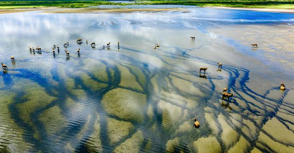 Exploring picturesque summer scenery at Tiaozini Wetland in Jiangsu's Dongtai